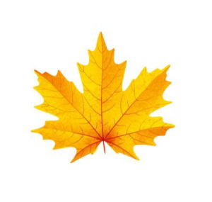 Плакат вырубной А4 , Клен желтый , двухсторонний, ФМ-015365